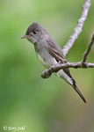Eastern Wood-pewee - Contopus virens