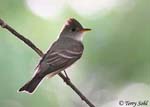 Eastern Wood-pewee - Contopus virens
