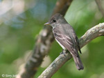 Eastern Wood-pewee - Contopus virens