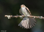 Eastern Wood-pewee - Contopus virens