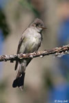 Eastern Wood-pewee - Contopus virens