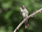 Eastern Wood-pewee - Contopus virens