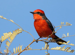Vermilion Flycatcher - Pyrocephalus rubinus