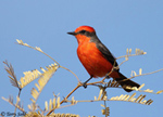 Vermilion Flycatcher - Pyrocephalus rubinus