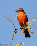 Vermilion Flycatcher - Pyrocephalus rubinus