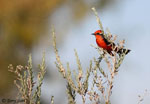 Vermilion Flycatcher - Pyrocephalus rubinus