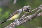 Western Kingbird 10 - Tyrannus verticalis