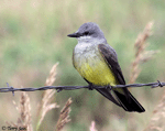 Western Kingbird 11 - Tyrannus verticalis
