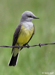 Western Kingbird 4 - Tyrannus verticalis