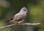 Western Kingbird 6 - Tyrannus verticalis