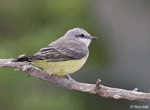 Western Kingbird 9 - Tyrannus verticalis