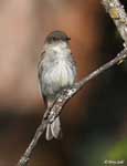 Western Wood-Pewee - Contopus sordidulus