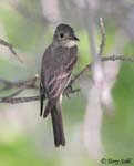 Western Wood-Pewee - Contopus sordidulus