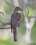 Western Wood-Pewee - Contopus sordidulus