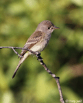 Willow Flycatcher - Empidonax traillii