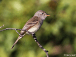 Willow Flycatcher - Empidonax traillii