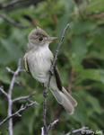 Willow Flycatcher - Empidonax traillii