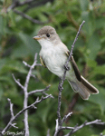 Willow Flycatcher - Empidonax traillii
