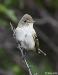 Willow Flycatcher - Empidonax traillii