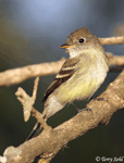 Willow Flycatcher - Empidonax traillii