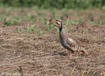 Chukar - Alectoris chukar