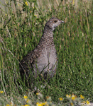 Blue Grouse - Dendragapus obscurus
