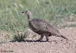 Sharp-tailed Grouse - Tympanuchus phasianellus