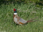 Ring-necked Pheasant - Phasianus colchicus