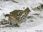Ruffed Grouse - Bonasa umbellus