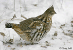 Ruffed Grouse - Bonasa umbellus