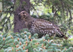 Spruce Grouse - Falcipennis canadensis  