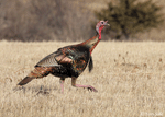 Wild Turkey 14 - Meleagris gallopavo