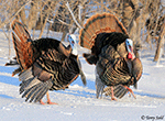 Wild Turkey 23 - Meleagris gallopavo