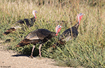 Wild Turkey 26 - Meleagris gallopavo