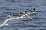 Black Tern 13 - Childonias niger