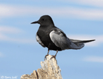 Black Tern 9- Childonias niger