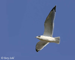 Franklin's Gull - Larus pipixcan