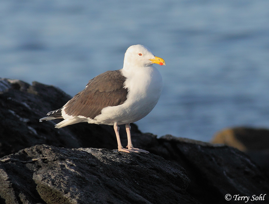 Great Black-backed Gull - Larus marinus