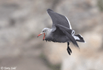 Heermann's Gull - Larus heermanni