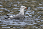 Heermann's Gull - Larus heermanni