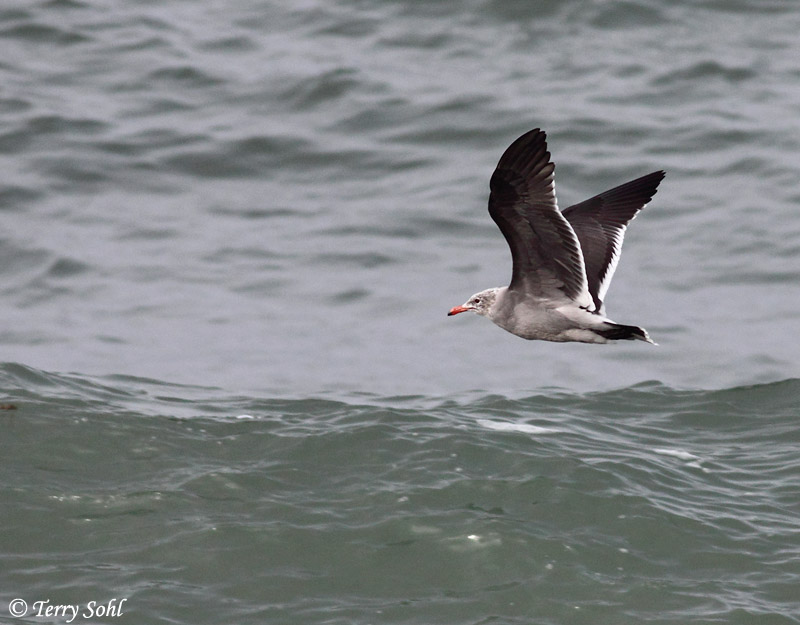 Heermann's Gull in Flight - Larus heermanni