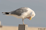Herring Gull 2 - Larus argentatus