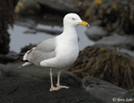 Herring Gull 5 - Larus argentatus