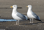 Herring Gull 6 - Larus argentatus
