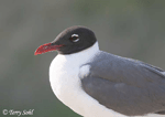 Laughing Gull - Larus atricilla