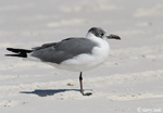 Laughing Gull - Larus atricilla