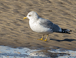 Mew Gull 9 - Larus canus