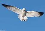 Ring-billed Gull 18 - Larus delawarensis