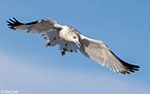 Ring-billed Gull 19 - Larus delawarensis