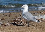 Ring-billed Gull 21 - Larus delawarensis